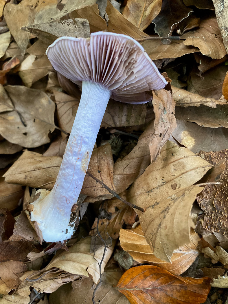 Cortinarius nymphicolor  by Russell Ness